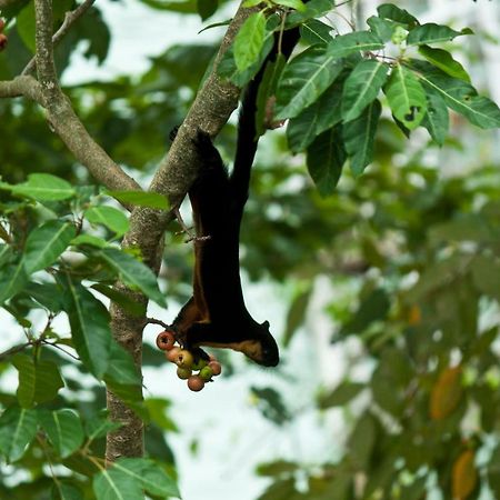 Sari Village Jungle Retreat パンタイ・サナング エクステリア 写真