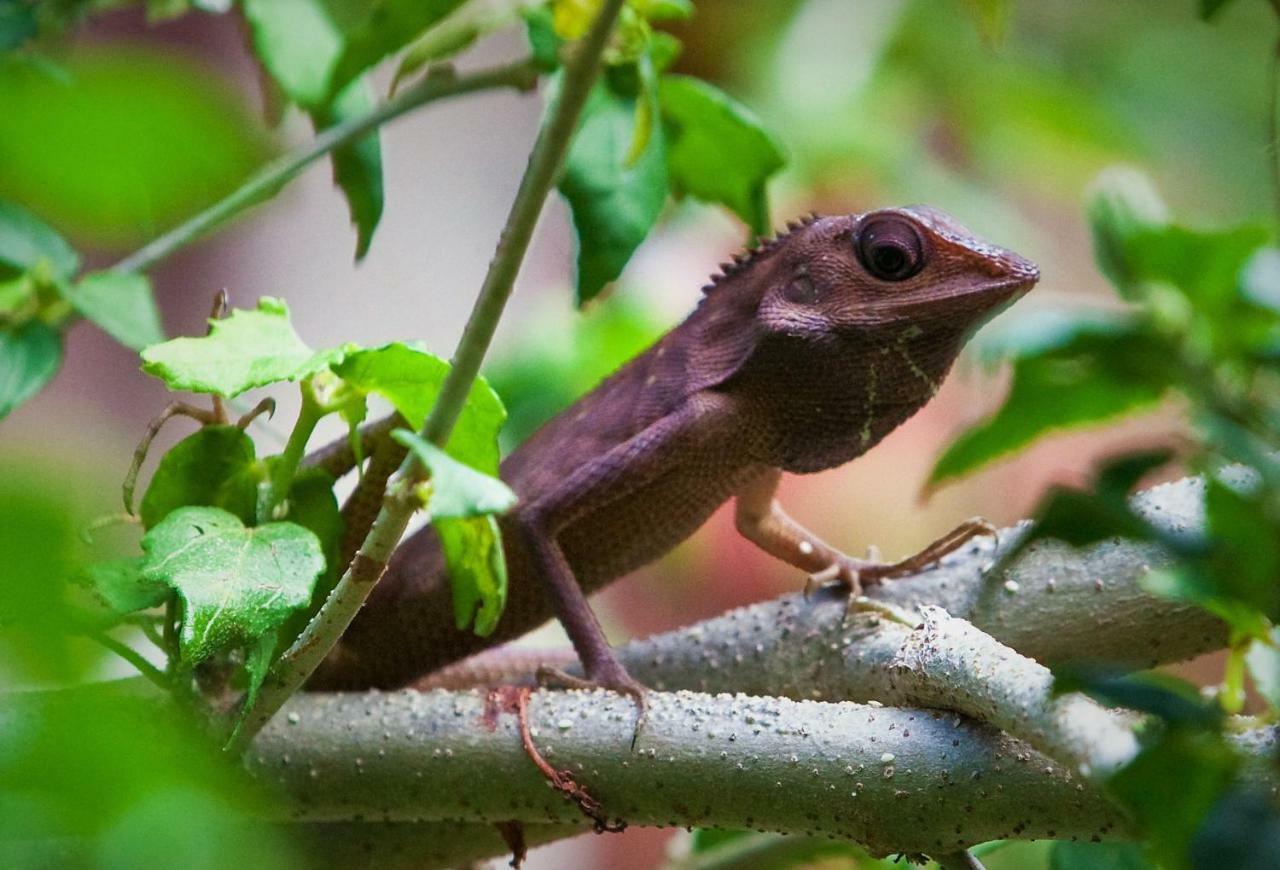 Sari Village Jungle Retreat パンタイ・サナング エクステリア 写真