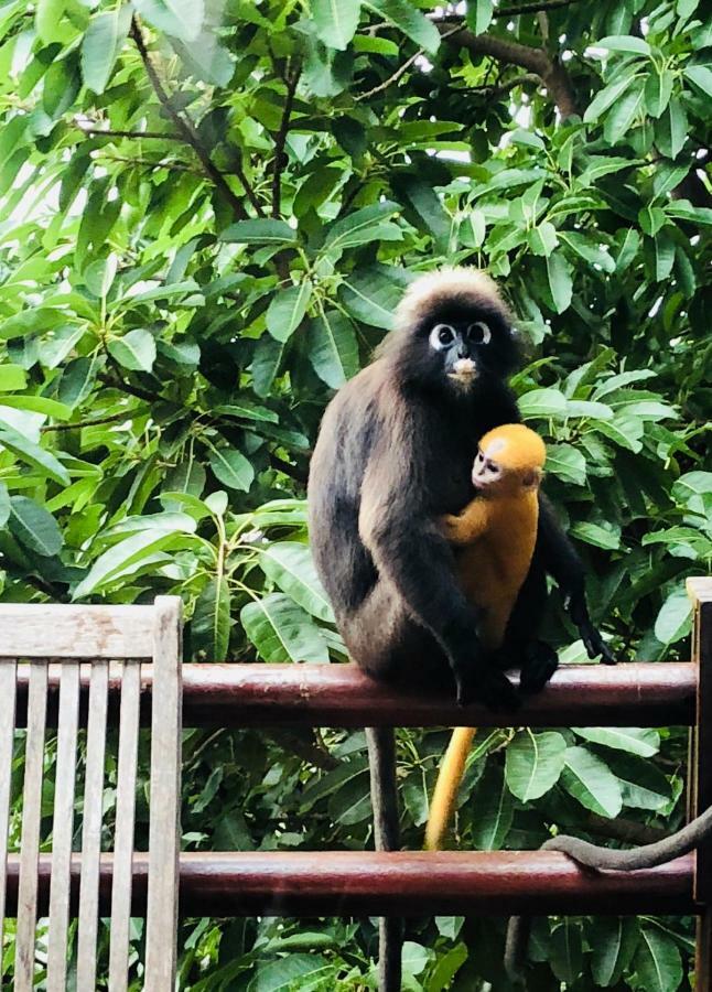 Sari Village Jungle Retreat パンタイ・サナング エクステリア 写真