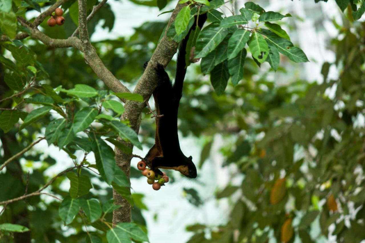 Sari Village Jungle Retreat パンタイ・サナング エクステリア 写真